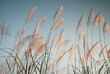 © namsai - Flow of grass flowers in early morning sky background. Quiet and calm image in zen mood. Spring and summer aesthetic background.