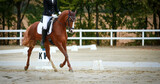 Fototapeta Konie - Dressage horse with rider in a test in the Upward Gallopade, photo with space for text..