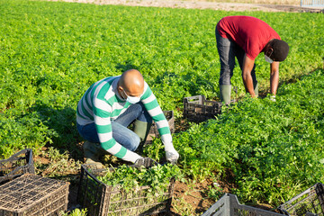 Two farm workers in disposable medical masks working on field, harvesting fresh parsley. New life reality and social distancing in coronavirus pandemic