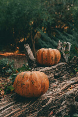 Vertical shot of two autumn pumpkins on a tree