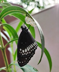 butterfly on a leaf