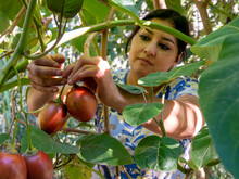 Woman Harvesting Tamarillo, Known As Tree Tomato