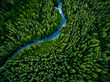 Aerial view of green grass forest with tall pine trees and blue bendy river flowing through the forest