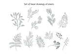 Fototapeta Storczyk - 
Set of graphic drawings of black and white plants. Linear drawing plants. Vegetable vector illustration.
