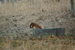 The dhole is a coyote that lives in Asia, especially in the south and east. Invite not the same as a wolf.