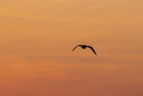 Fototapeta Na sufit - Die Silhouette einer fliegenden Möwe vor dem orangen Himmel eines Sonnenaufganges.