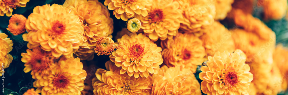 Close up of bouquet of orange chrysanthemum flowers in pot in garden, background image, banner image - obrazy, fototapety, plakaty 