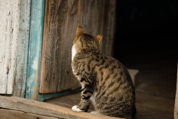 Poster - homeless tabby cat on a city street