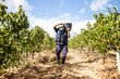adult male worker collecting bunches of grapes in his basket for harvest in a vineyard, basket in the elbow