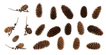 Many Various Fir And Larch Cones At Various Angles On White Background