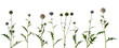 Various twigs of tall globe thistle with green dried and blooming inflorescences on white background