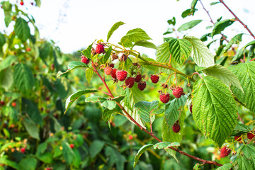 A branch of ripe raspberries in the garden. Red sweet berries grow on a raspberry bush in an orchard. Growing raspberries in the country. Bush with ripe pink berries when harvesting in summer.