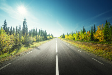Wall Mural - road in autumn forest, sweden