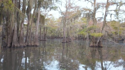 Wall Mural - Canoeing on the Caddo Lake, Texas