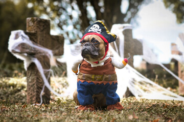 Wall Mural - French Bulldog dog wearing pirate Halloween costume with hat and hook arm in front of graveyard covered in spider webs