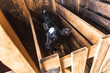 A small black calf with a white spot on its forehead stands alone in a cow stall. Farming, cattle breeding.