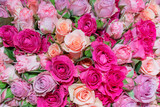 Fototapeta  - Beautiful pink roses. Natural flower background. Texture of delicate petals.