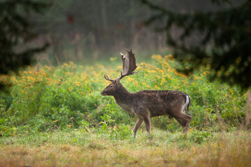 Wall Mural - fallow deer during rutting time. fallow deer in the autumn. european wildlife nature. strong deer in