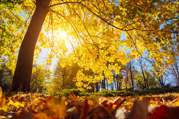 The bottom view of trees in warm light. Location place Ukraine, Europe.