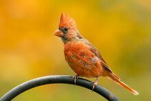 Common Red Cardinal Perched On Top Of My Feeder On An Autumn Morning