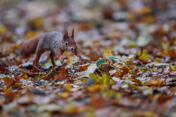 Close-up portrait of red squirrel in natural environment. Eurasian red squirrel, Sciurus vulgaris.