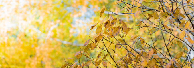 Wall Mural - Colorful autumn leaves on a soft background on a sunny day