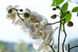 Zweig mit blühender weißer Orchidee