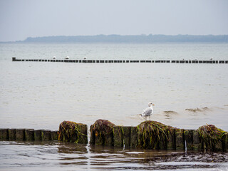 Wall Mural - large flock of birds flies over the Baltic Sea