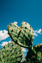 Heart Shaped Cactus 
