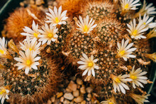 Detail Of Cactus In Bloom With Beautiful Yellow And White Flowers 