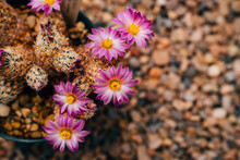 Detail Of Cactus In Bloom With Beautiful Pink Purple Flowers