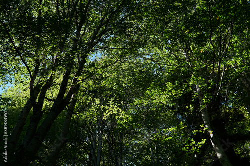 Fotografía tree crowns with green foliage - a look from the bottom up in a beech grove