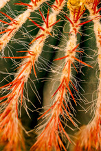 Closeup Detail Of Texture Of Cactus With Red Thorns