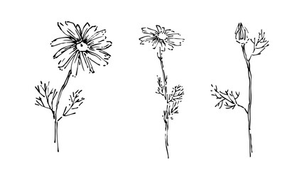 Wall Mural - Hand drawn wild flower collection. Outline aster or chamomile with leaves painted by ink. Black isolated sketch vector on white background