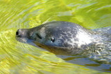Fototapeta Konie - Kopf eines schwimmenden Seehund im Wasser