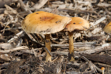 Two Mushrooms growing naturally amid wood chips in Maryland in early fall.