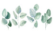 Set of green branches and leaves eucalyptus on isolated white background, watercolor illustration 