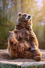 FUNNY BROWN BEAR SITTING 