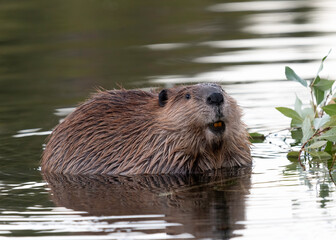 Wall Mural - beaver (castor), colter bay, grand teton national park, wyoming