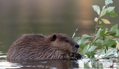 beaver (castor), colter bay, grand teton national park, wyoming