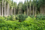 Fototapeta Perspektywa 3d - Neubepflanzung im Nadelwald