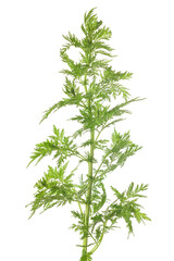 Sticker - Artemisia annua plant