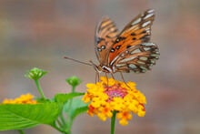 Gulf Fritillary Butterfly On Lantana Blossoms