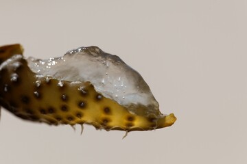 Gel filling of a reproduction body of a spiral wrack seaweed, Fucus spiralis.