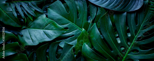 Papier Peint - closeup nature view of tropical green monstera leaf background. Flat lay, fresh wallpaper banner concept