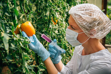 Female Scientist In Mask And Gloves Injects Chemicals Into Tomatoes Hanging From Branches In A Greenhouse, Close Up. Genetically Modified Vegetables Concept. GMO And Pesticide Modification.