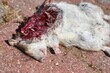 Dead mouse killed by a cat with open wound