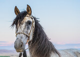 Fototapeta Konie - Grey Andalusian Sport Horse in traditional halter