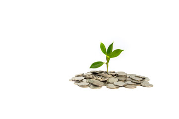 Financial business growth Tree and coin concept