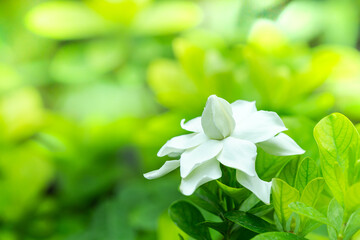 Wall Mural - Pretty gardenia flower (Gardenia jasminoides) blooming  Beautiful in morning in the green leaf garden background